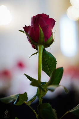_DSC6415